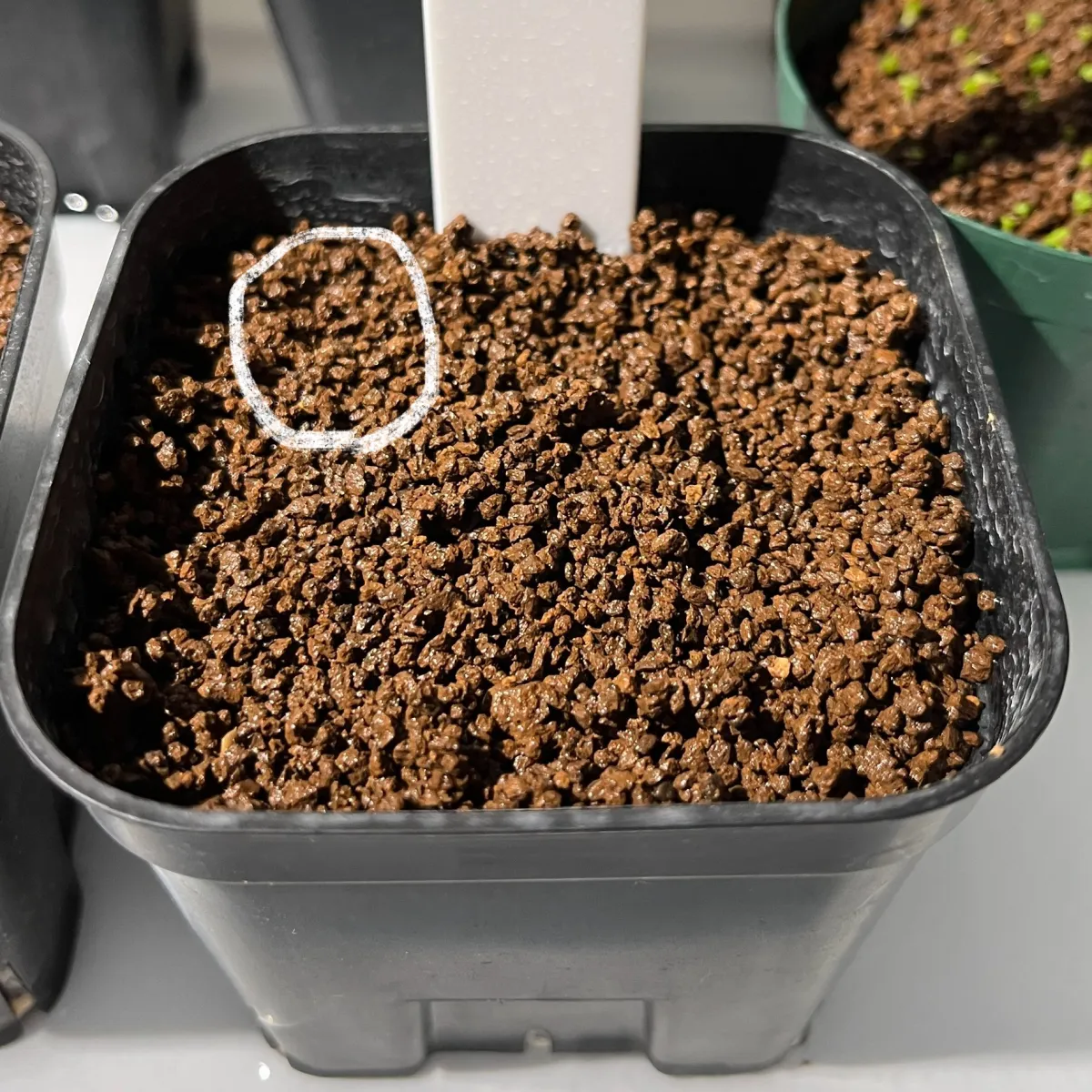 Dioscorea elephantipes (ディオスコレア エレファンティペス アフリカ亀甲竜)