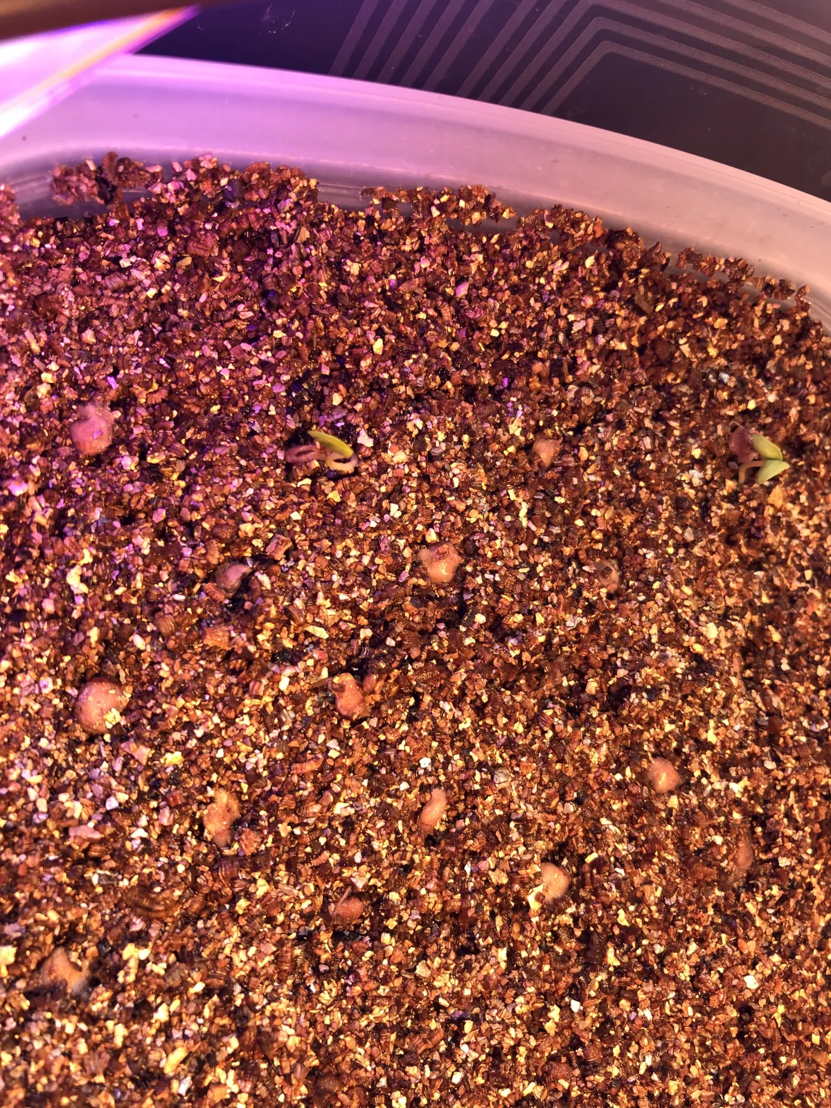 Pachycormus discolor (パキコルムス ディスカラー)