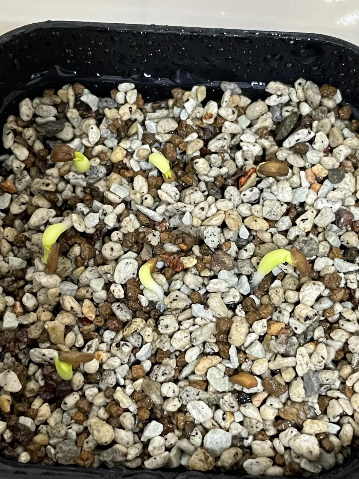 Pachypodium succulentum (パキポディウム サキュレンタム 天馬空)