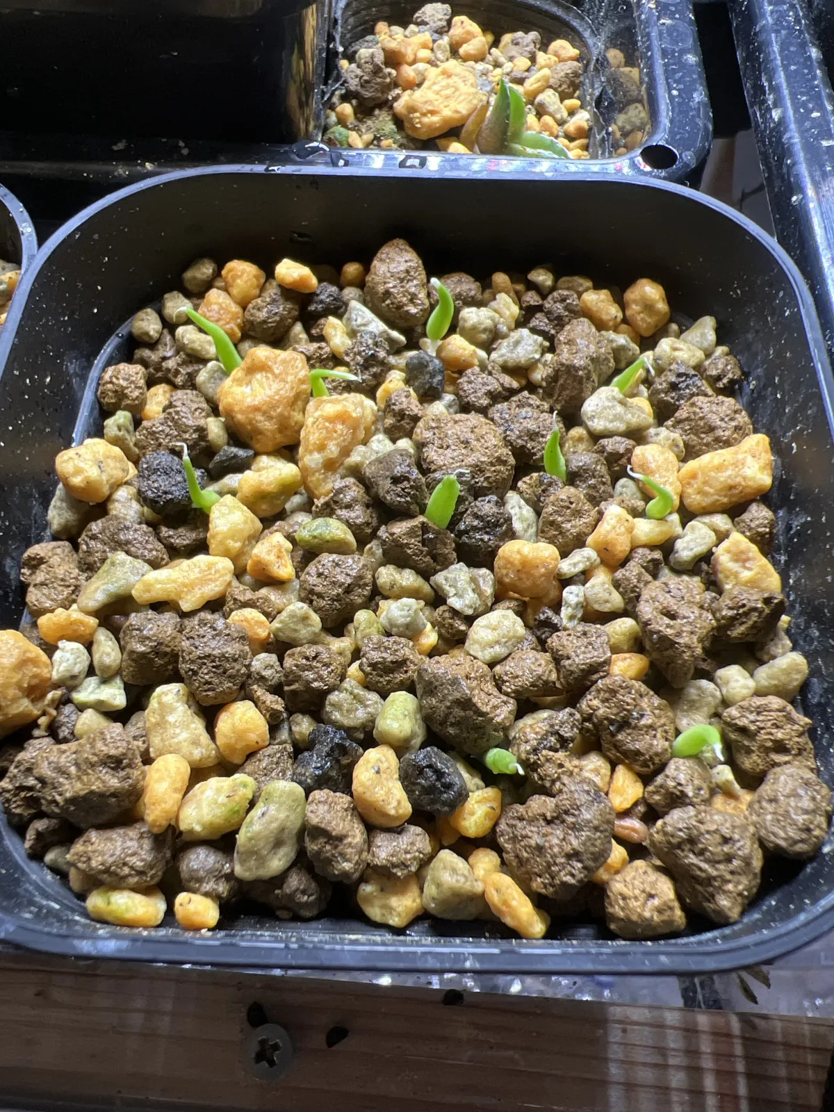 Agave victoriae-reginae (アガベ ビクトリアレジーナエ 笹の雪)