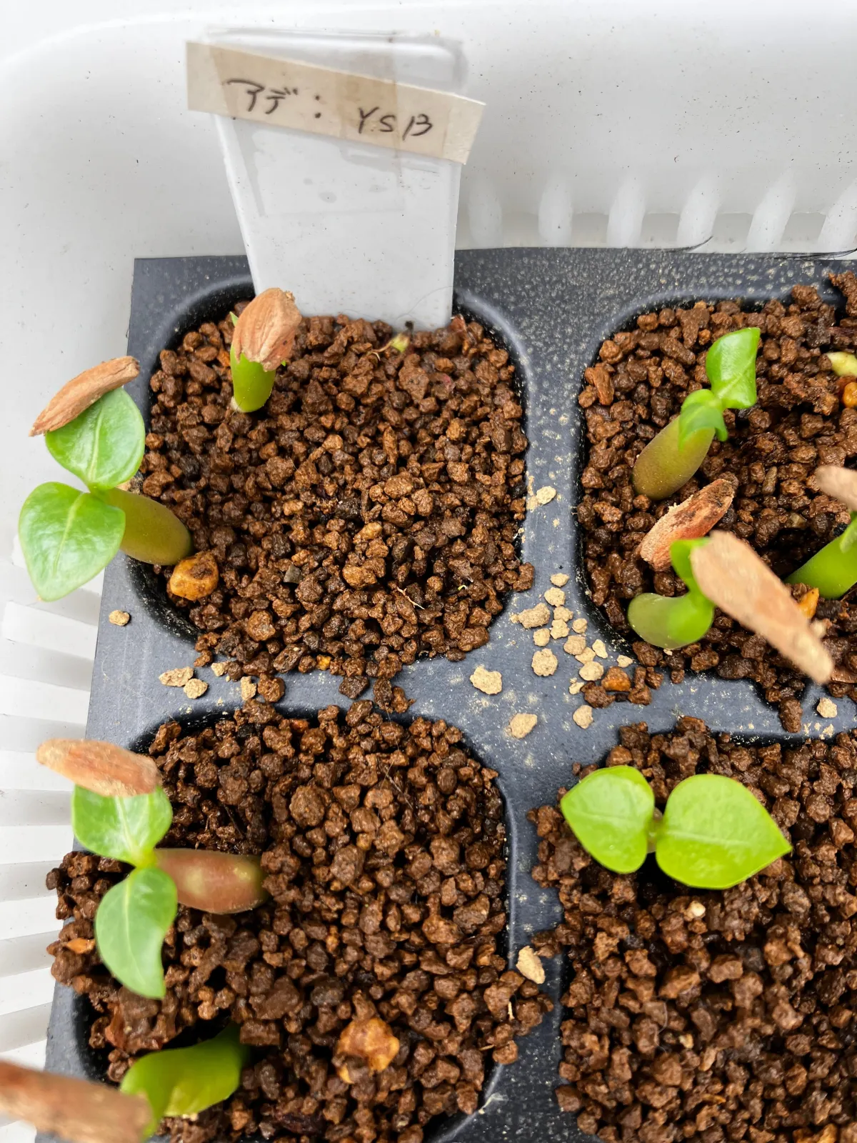 Adenium arabicum (アデニウム アラビカム)