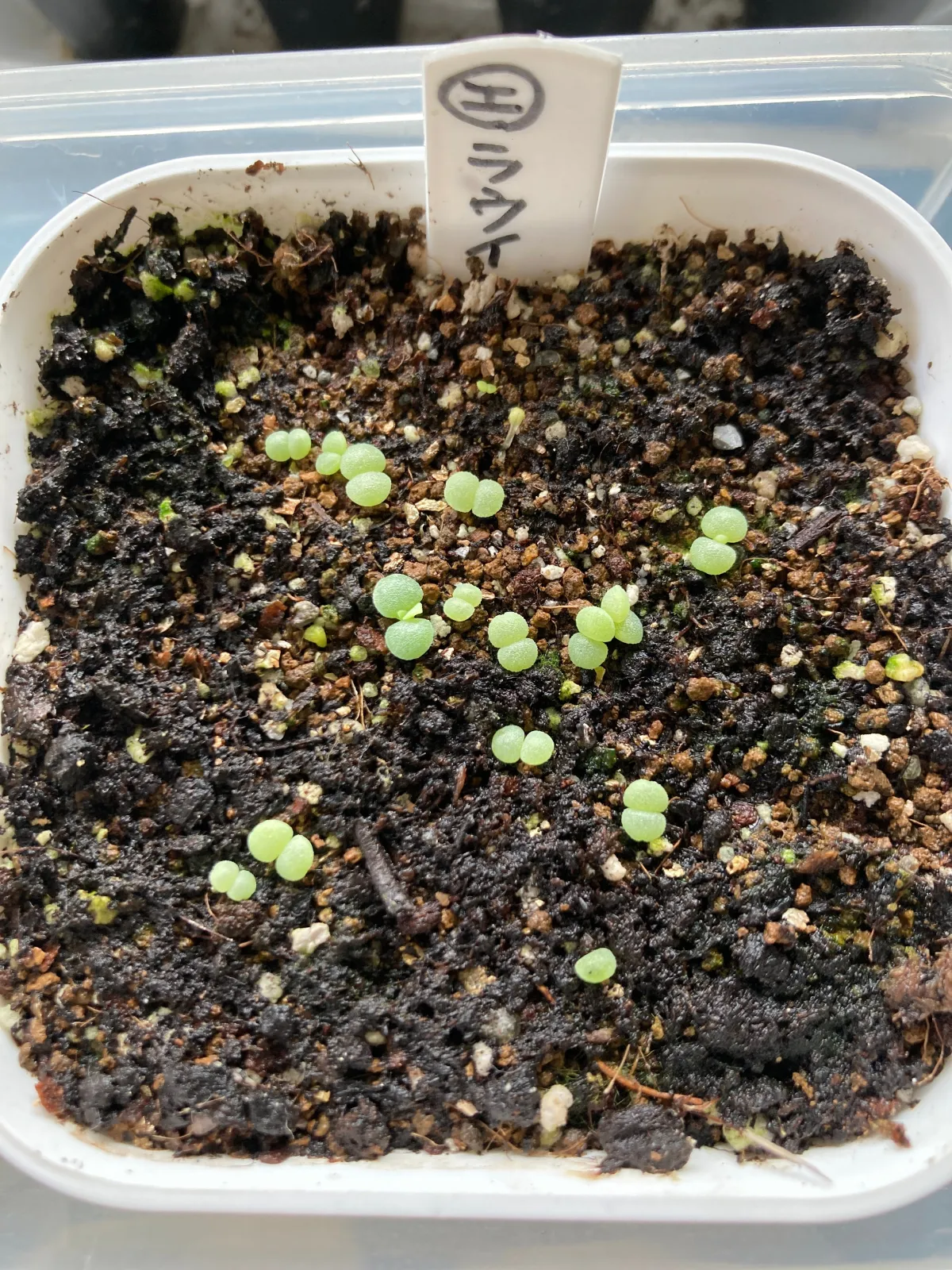 Echeveria laui La Roseta (エケベリア ラウイ)