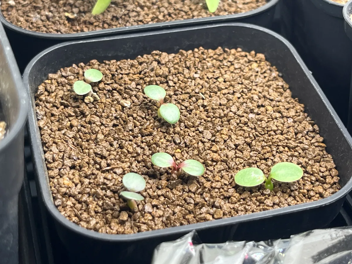 Euphorbia subapoda (ユーフォルビア スバポーダ)