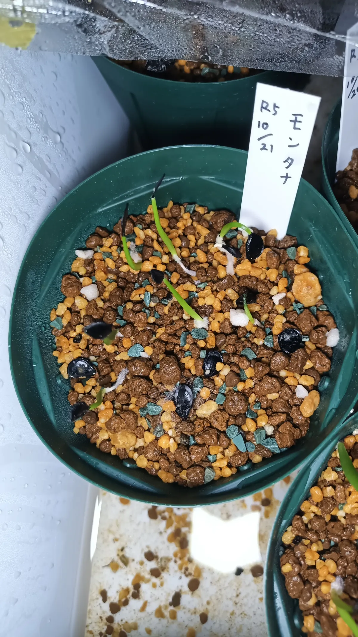 Agave montana (アガベ モンタナ)