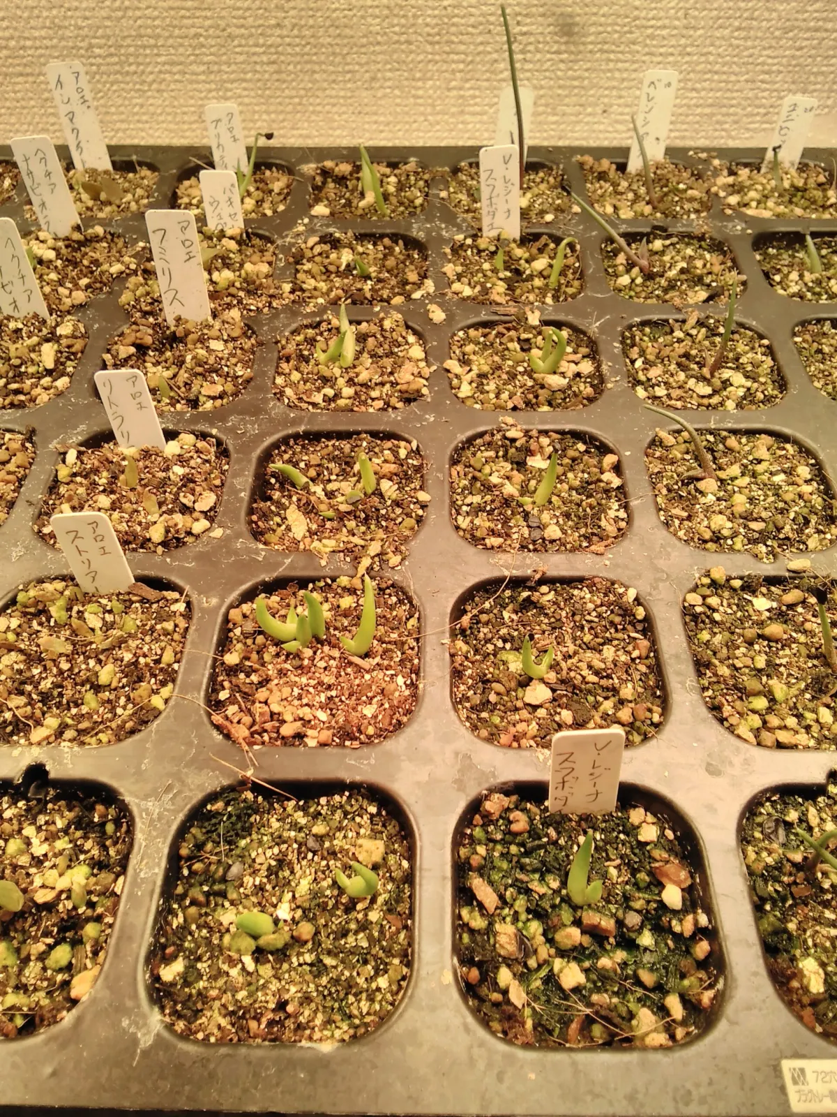 Agave victoriae-reginae ssp. swobodae 'Compacta' (アガベ スワボダエ コンパクタ‘’)