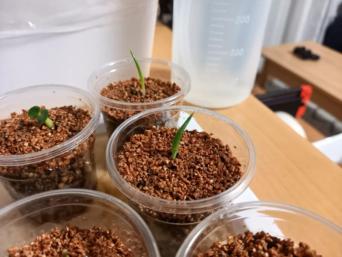 Agave horrida subsp. perotensis (アガベ ペロテンシス)