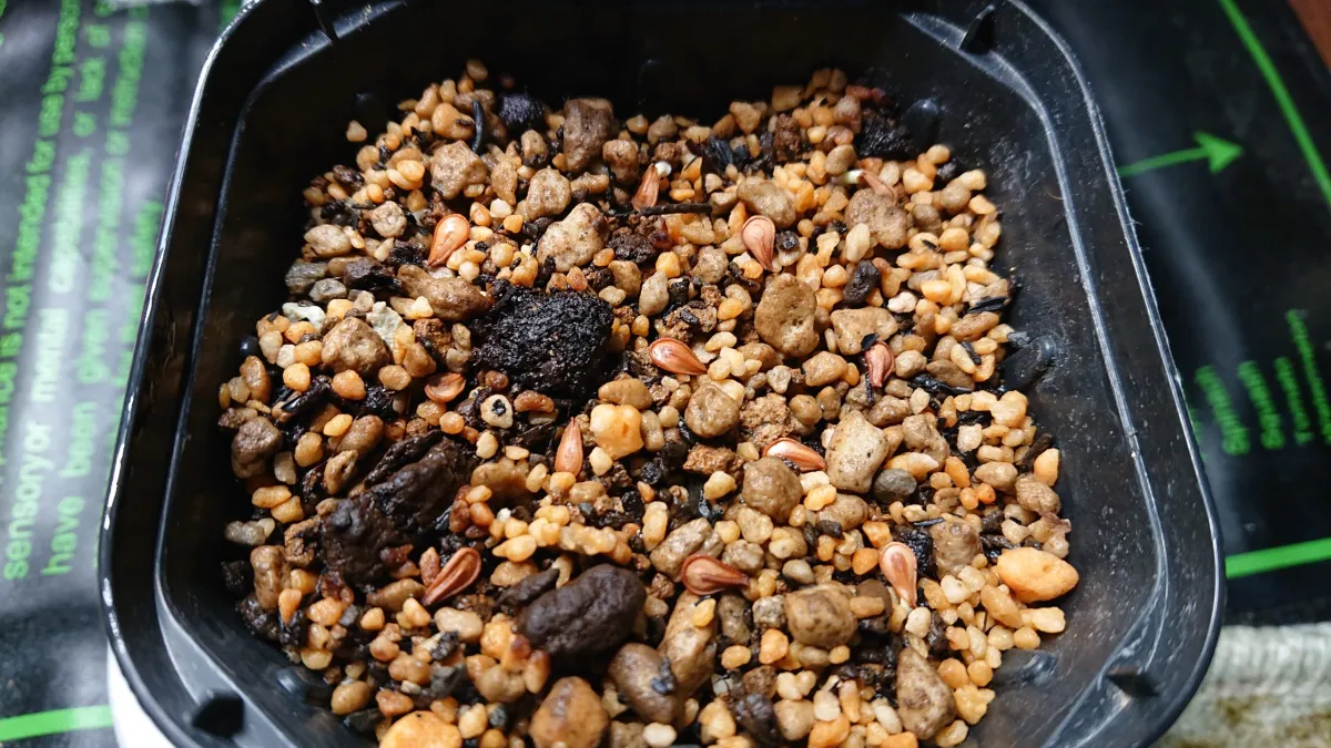 Pachypodium baronii (パキポディウム バロニー)