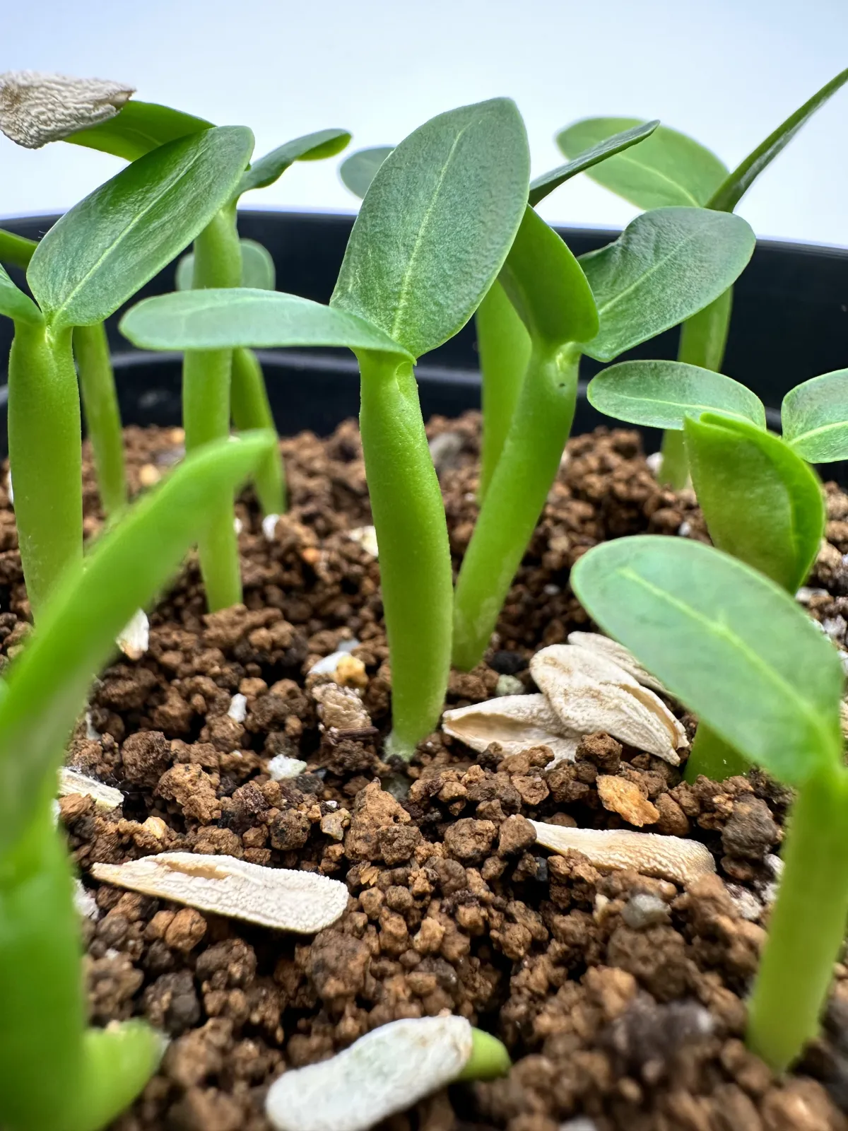 Pachypodium lamerei (パキポディウム ラメレイ 夢叶棒)