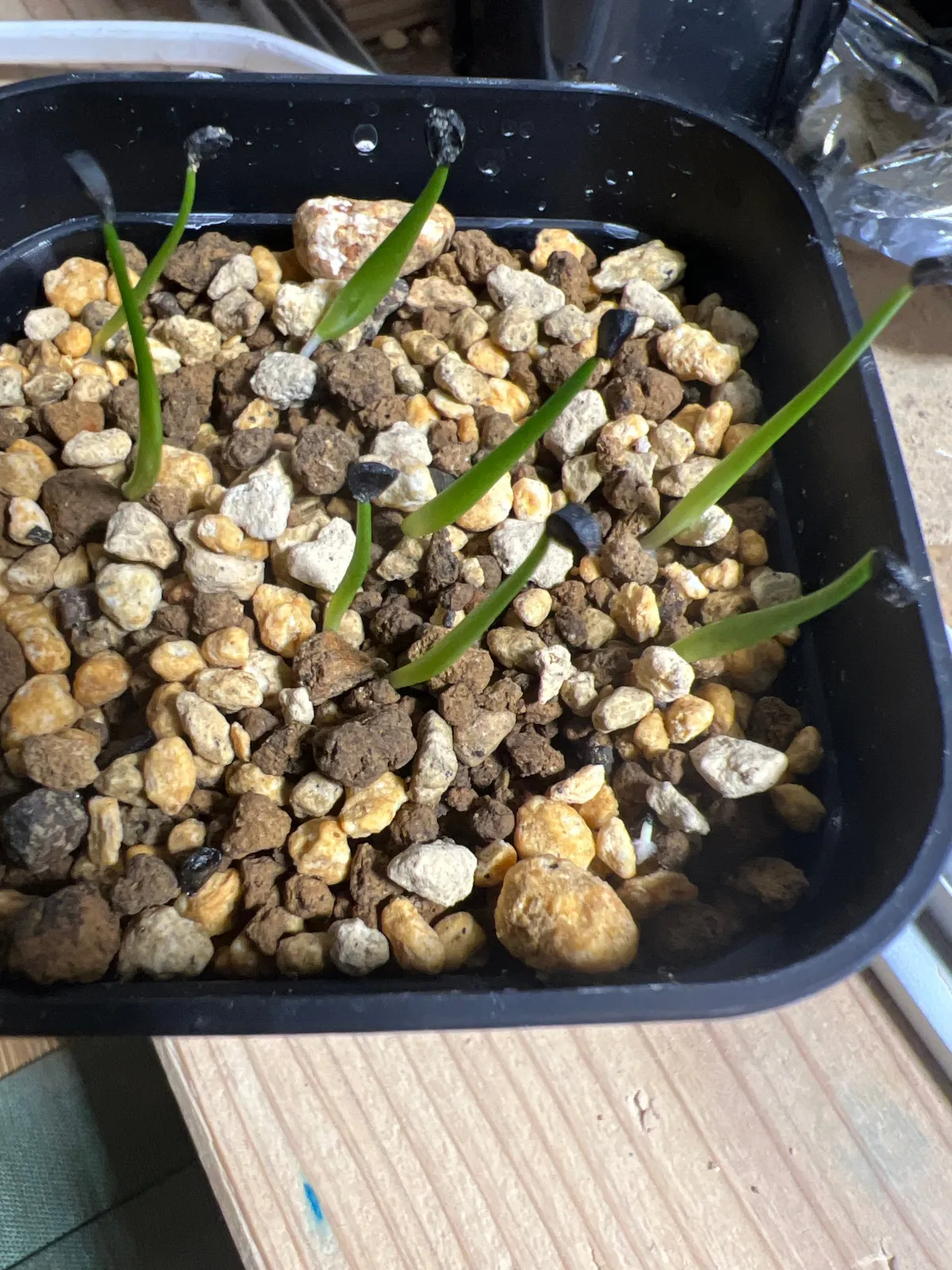 Agave utahensis ssp. utahensis (アガベ ユタエンシス)