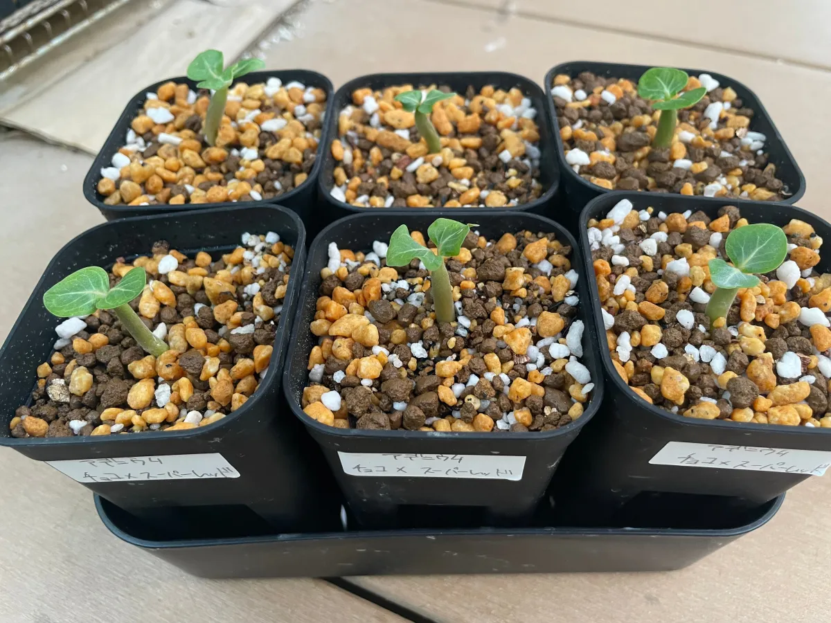 Adenium obesum Choco X Super red (アデニウム Choco X SPR Adenium Choco X Super red)