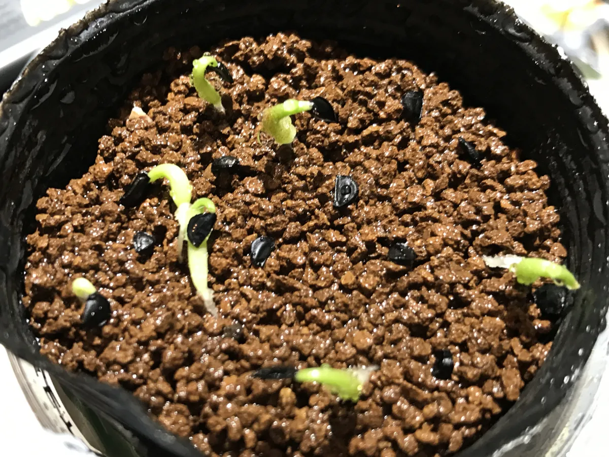 Agave oteroi (アガベ オテロイ)