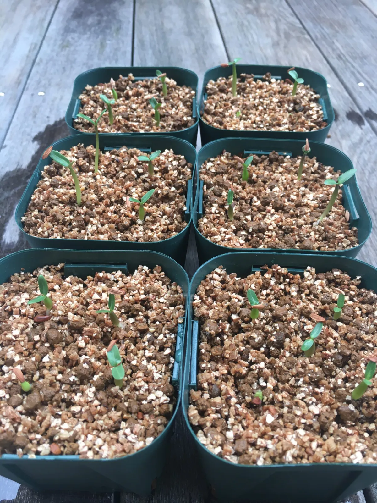 Pachypodium rosulatum var. gracilius (パキポディウム グラキリス)