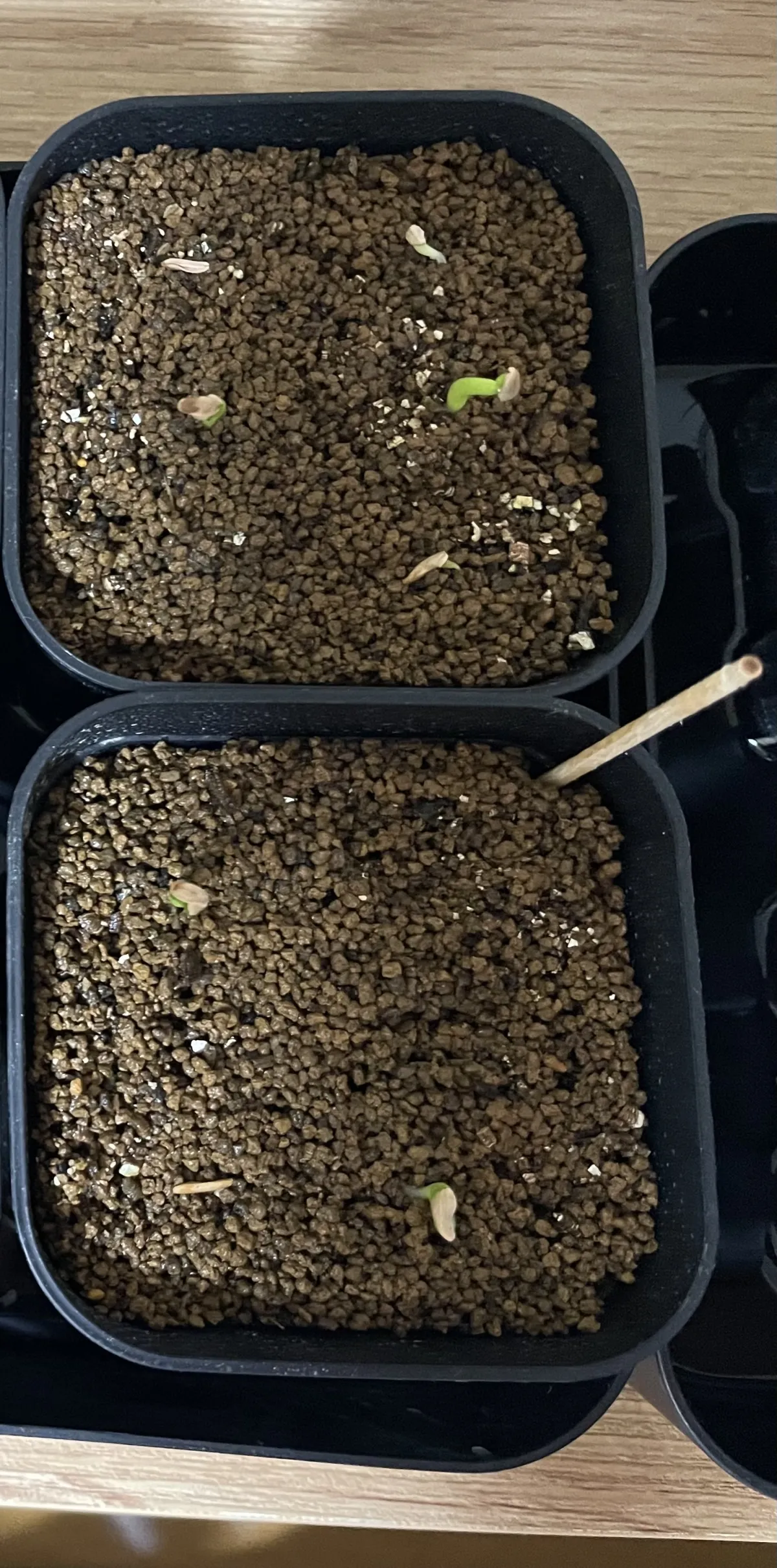 Pachypodium rosulatum var. gracilius (パキポディウム グラキリス)