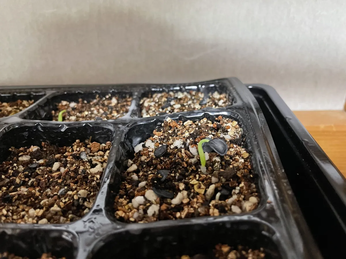 Agave montana (アガベ モンタナ)