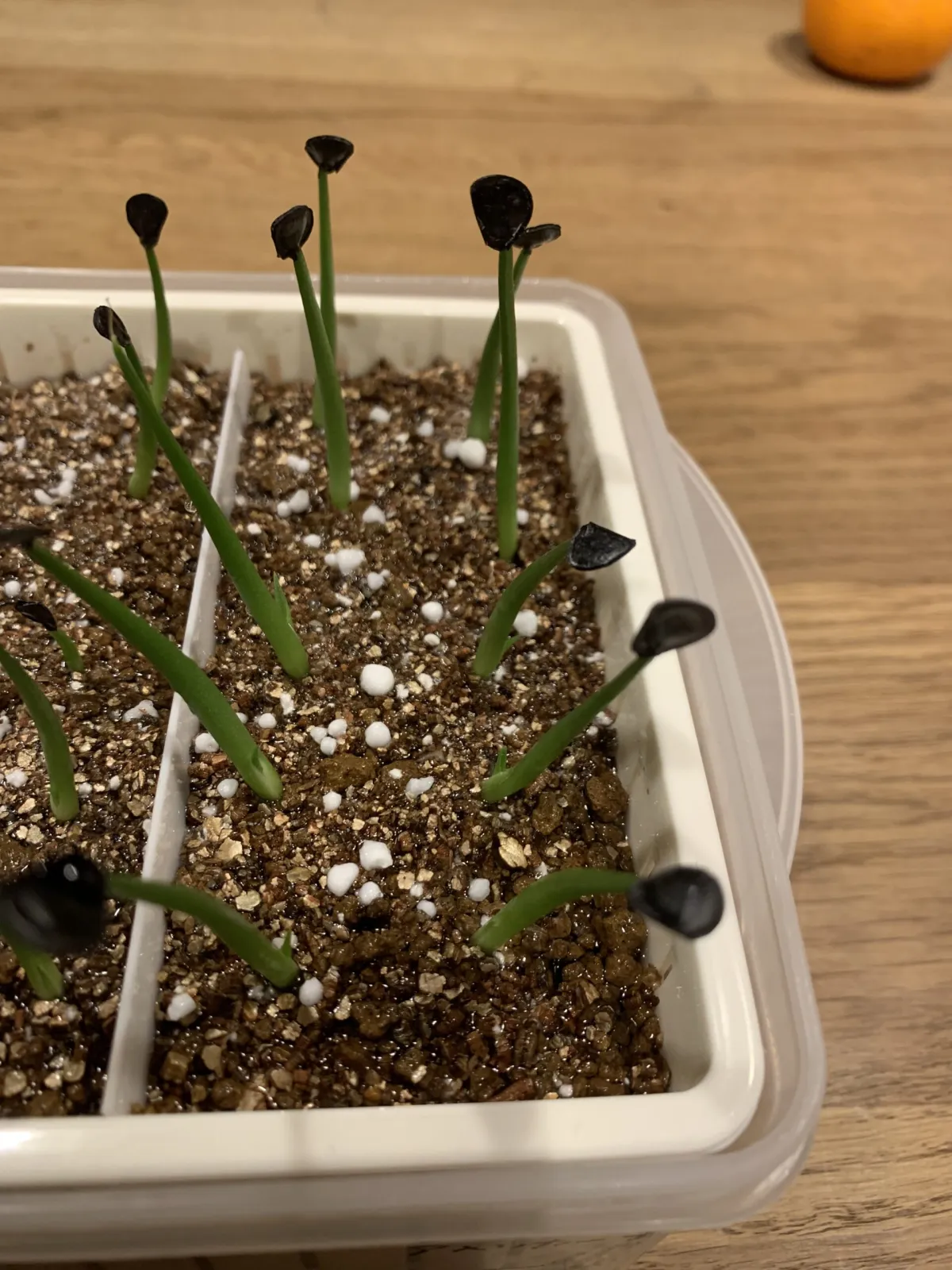 Agave americana ssp. protoamericana (アガベ プロトアメリカーナ)