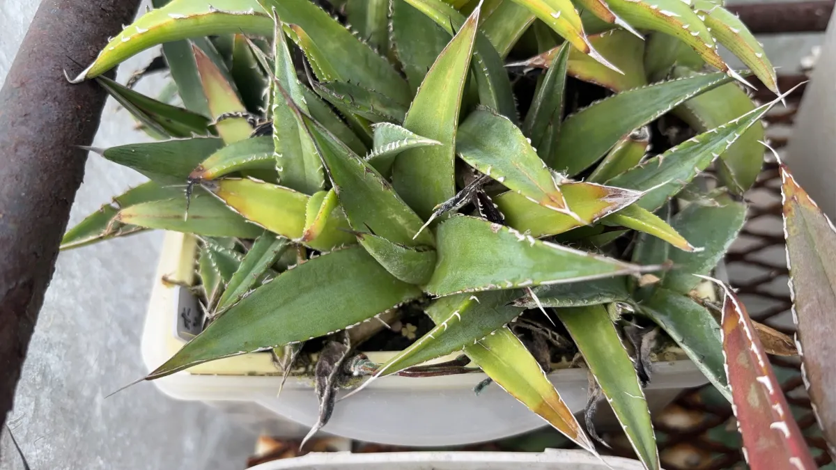 Agave megalodonta (アガベ メガロドンタ)