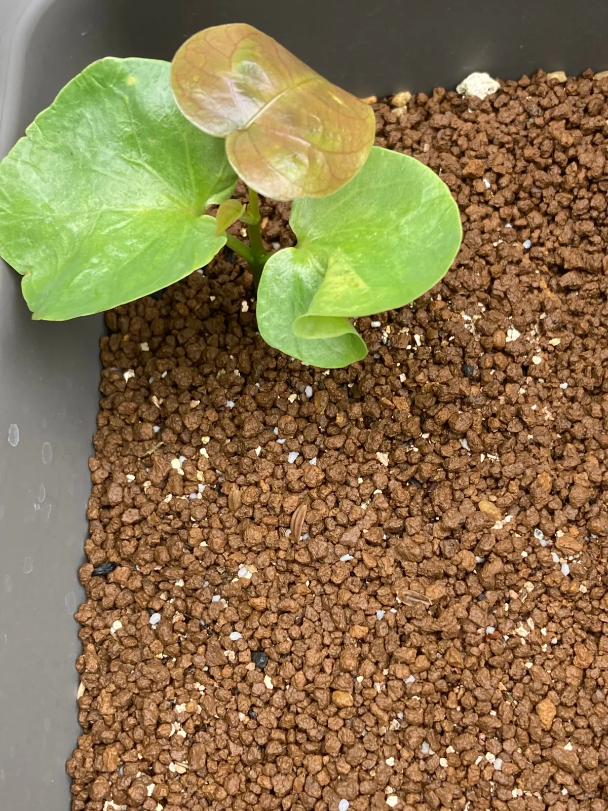 Pseudobombax ellipticum 'Alba' (セウドボンバックス エリプティカム アルバム)