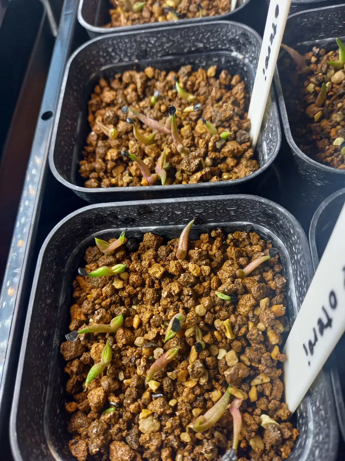 Agave oteroi (アガベ オテロイ)