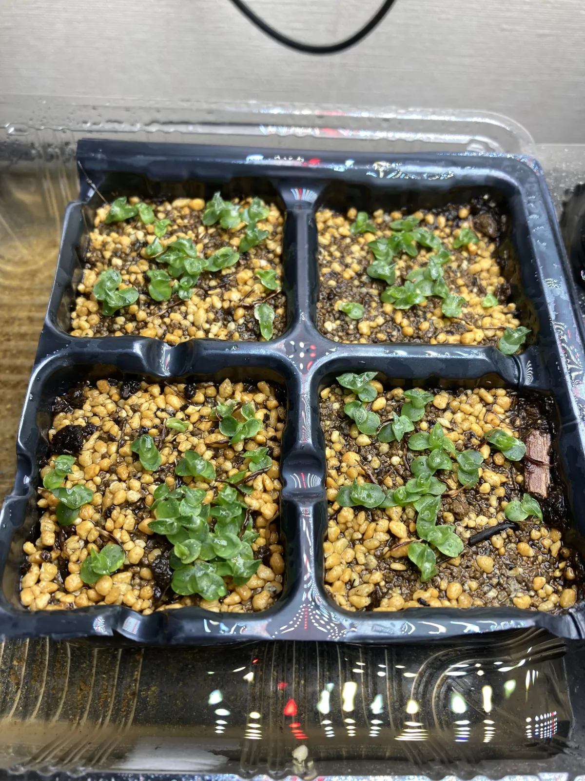 Hechtia montana (ヘクチア モンタナ)