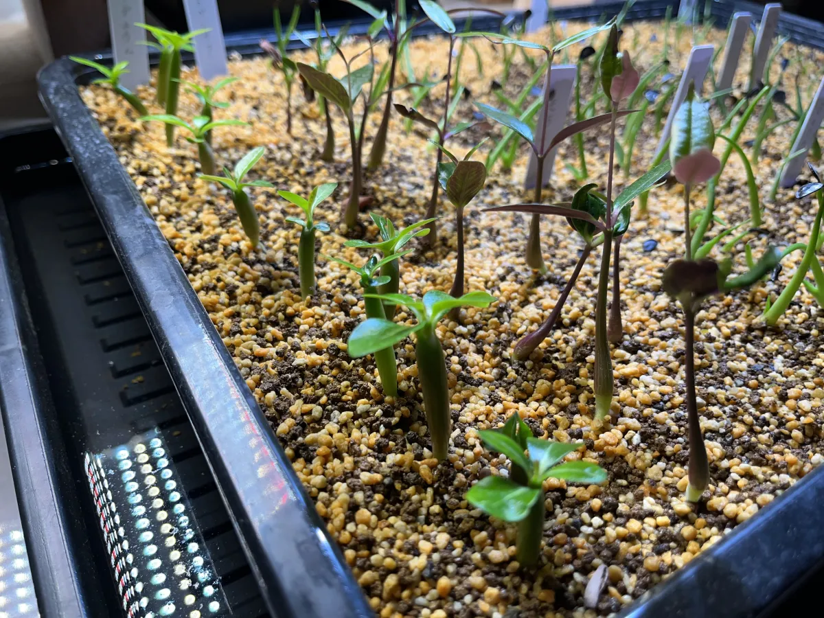 Adenium somalense (アデニウム ソマレンセ)