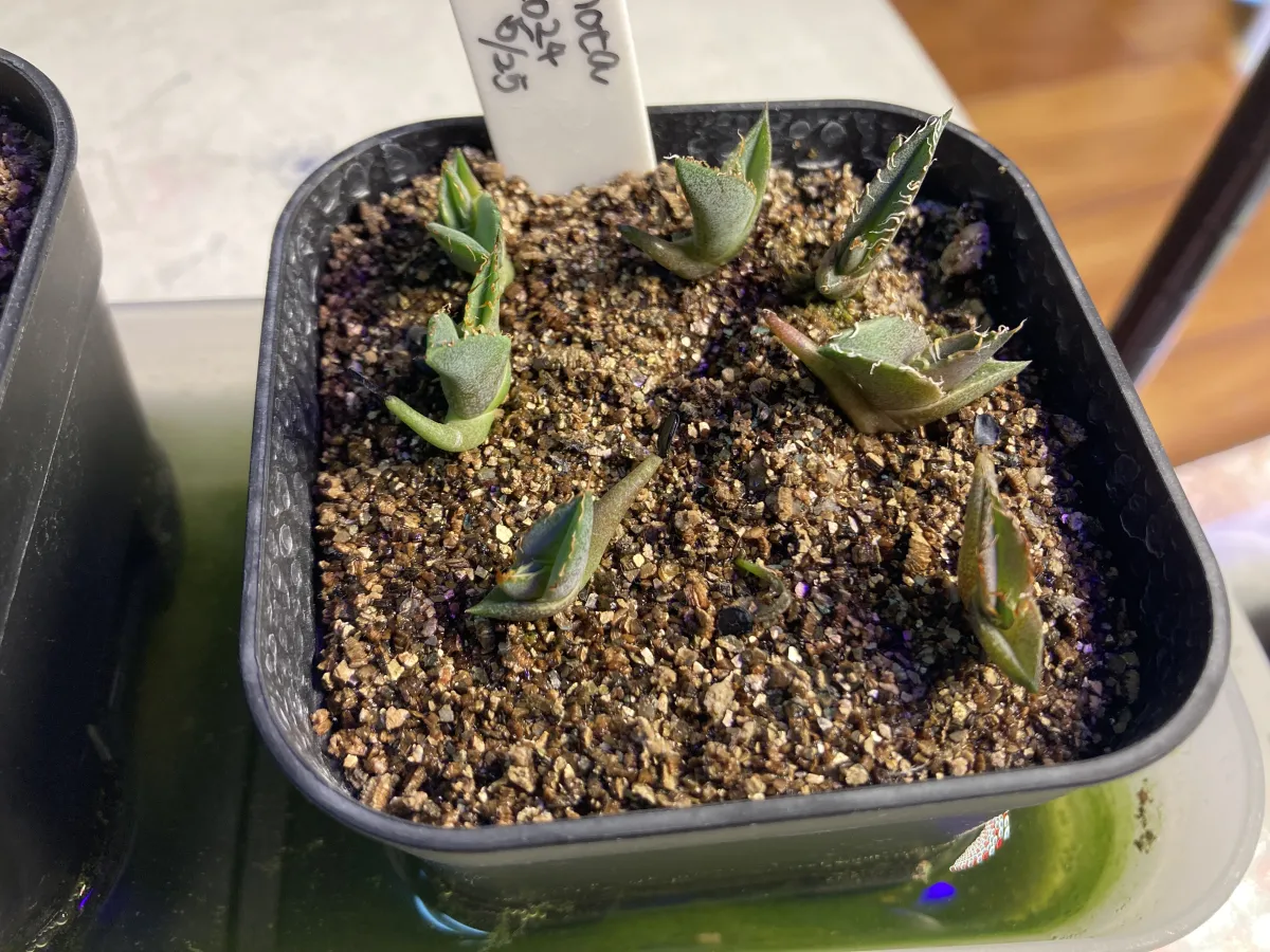 Agave titanota (アガベ チタノタ ドワーフ)