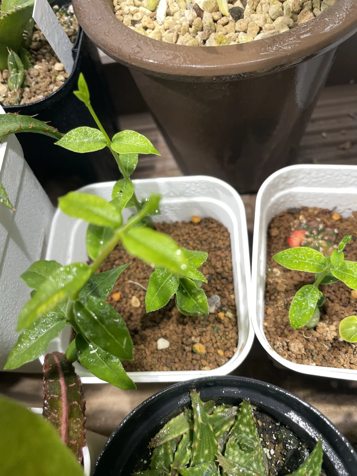 Fockea edulis (フォッケア 火星人)