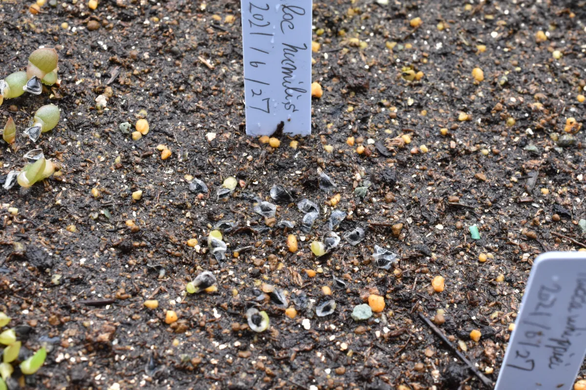 Aloe humilis (アロエ フミリス)