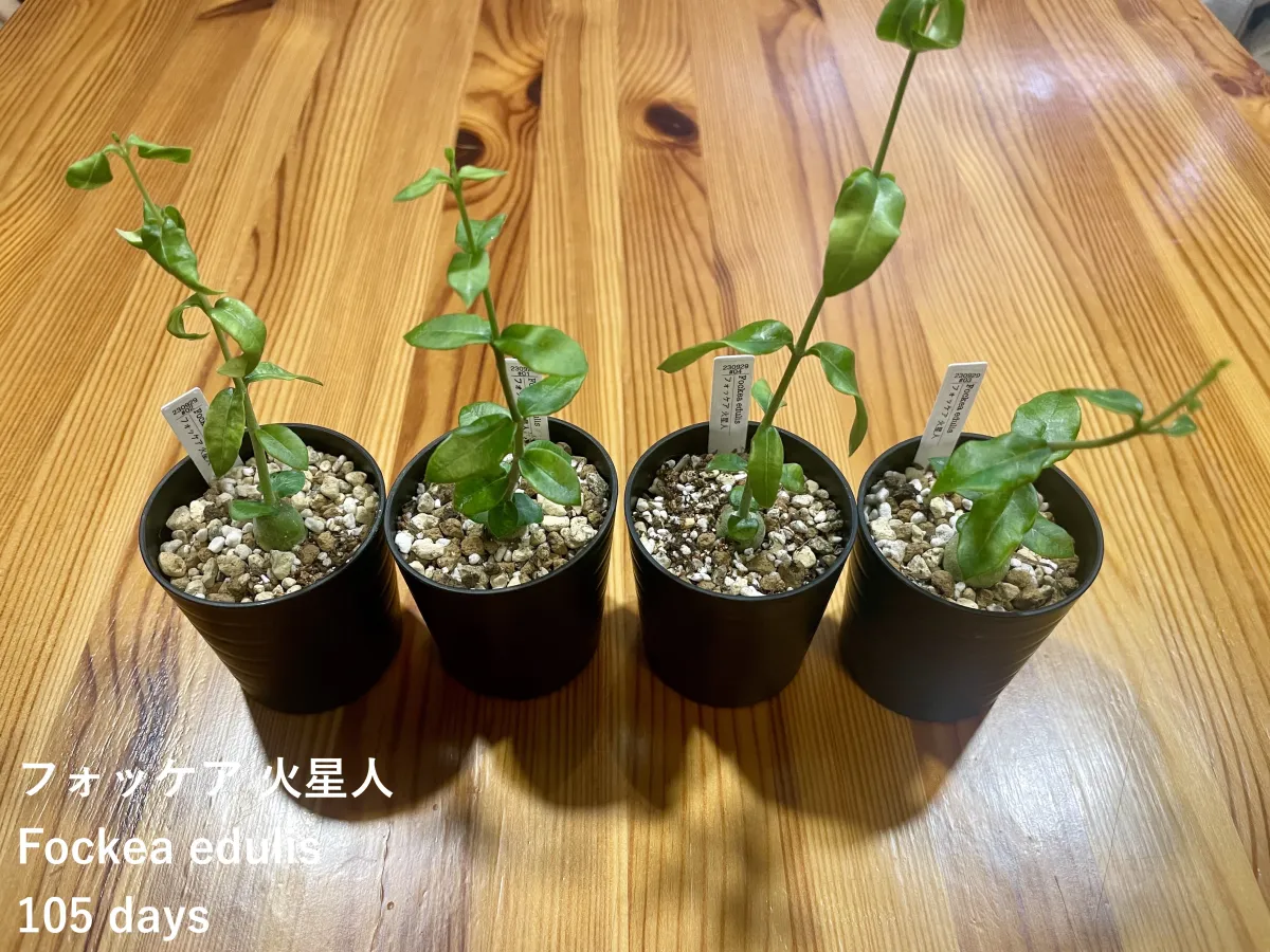 Fockea edulis (フォッケア 火星人)