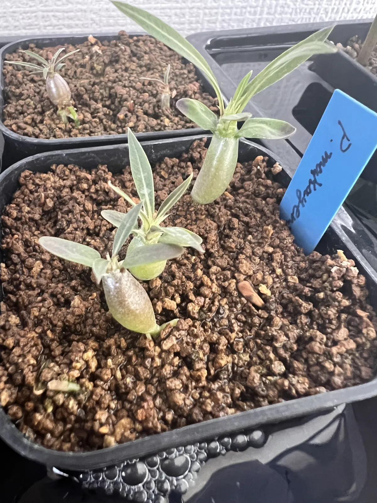 Pachypodium rosulatum subsp. makayense (パキポディウム マカイエンセ)