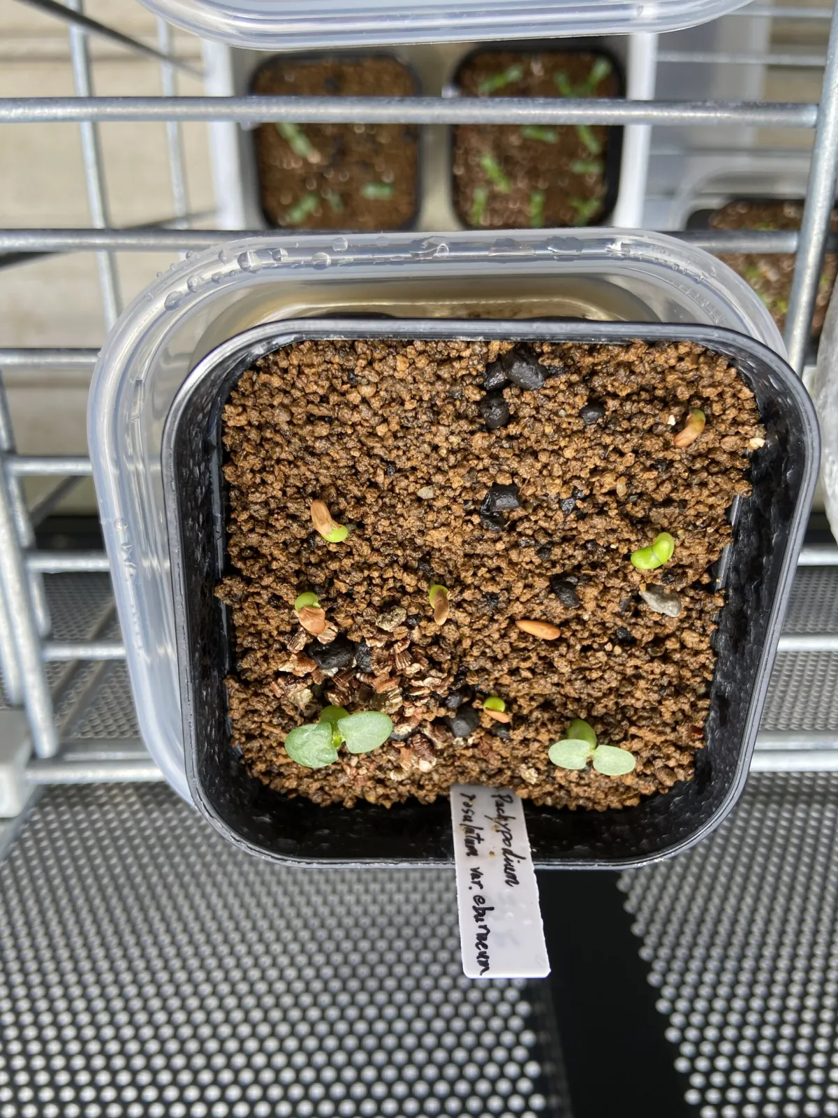 Pachypodium rosulatum var. eburneum (パキポディウム エブレネウム)