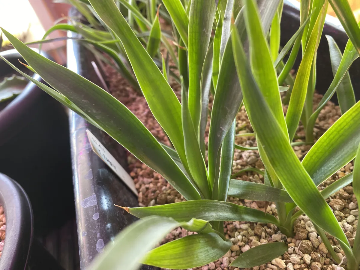 Yucca aloifolia (ユッカ アロイフォリア)