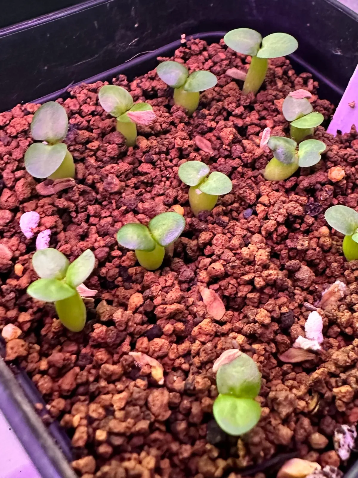 Pachypodium succulentum (パキポディウム サキュレンタム 天馬空)