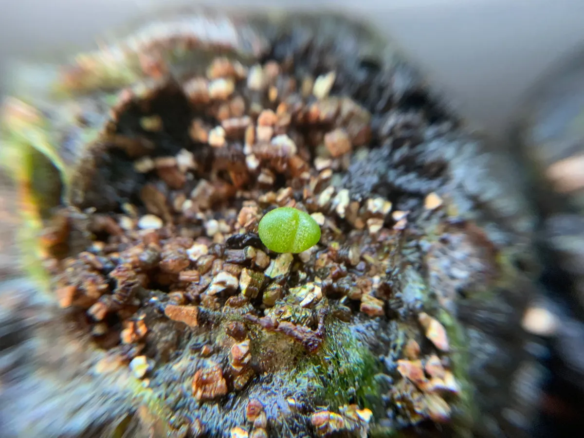 Aloinopsis schooneesii (アロイノプシス スクーネーシー)