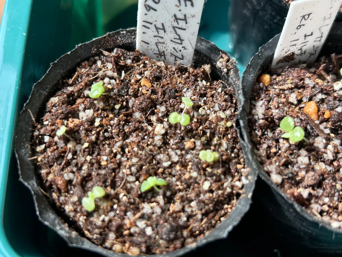 Echeveria elegans El Chico (エケベリア エレガンス エルチコ)