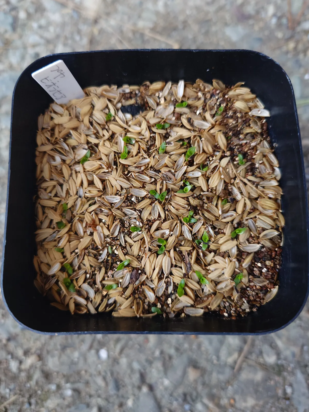 Puya coerulea var. violacea (プヤ ビオラセア)