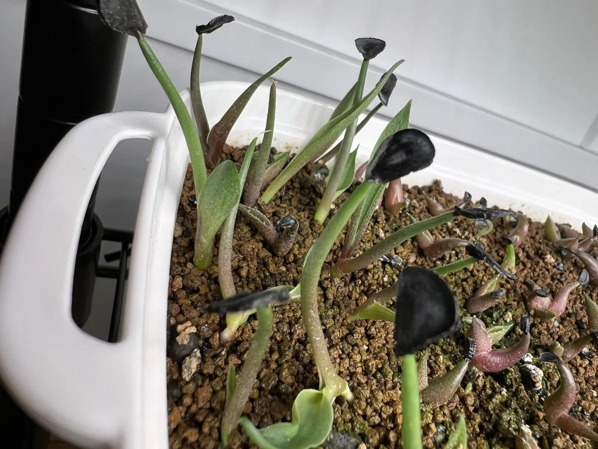 Agave angustifolia (アガベ アンガスティフォリア)