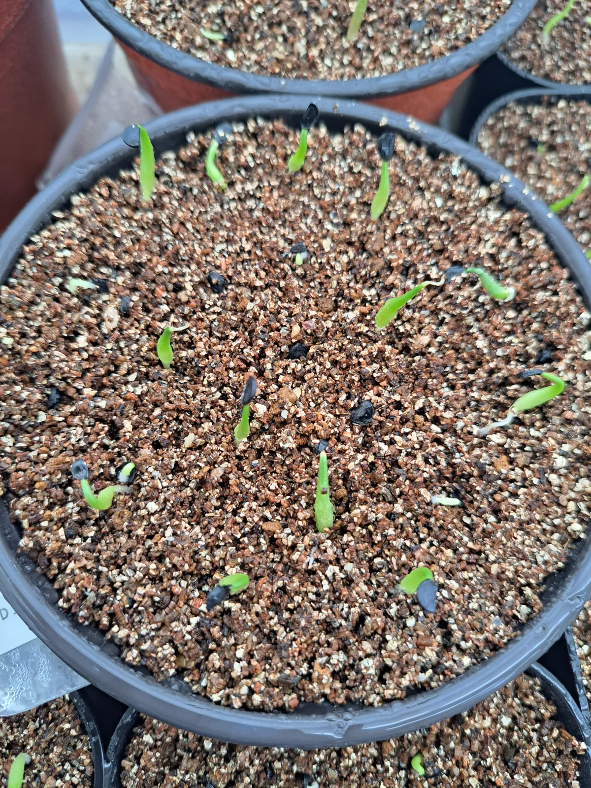 Agave titanota 'Blue' (アガベ チタノタブルー)