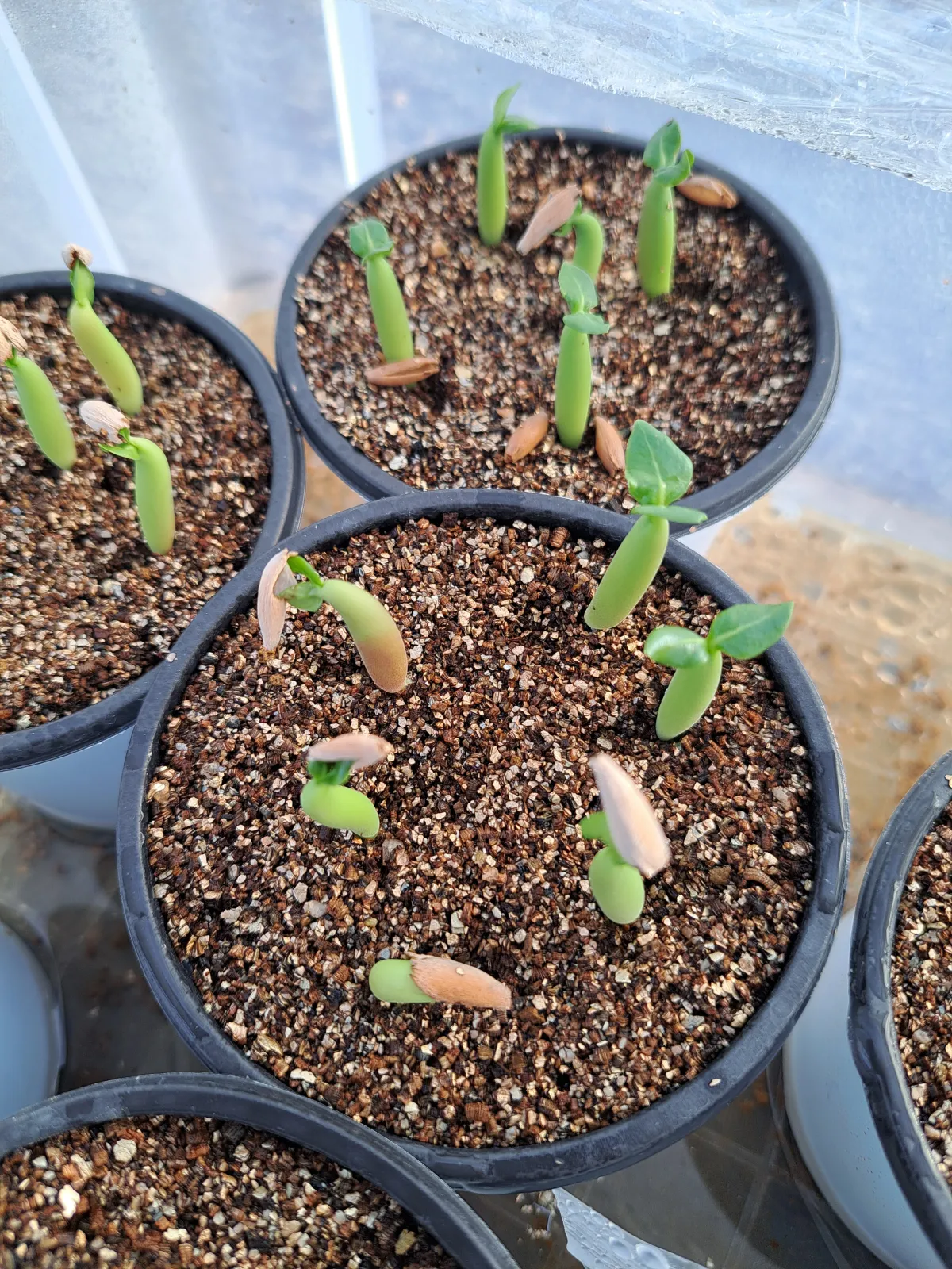 Adenium arabicum (アデニウム アラビカム)