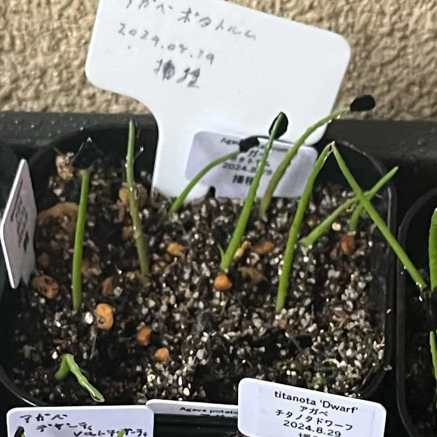 Agave potatorum (アガベ ポタトラム)