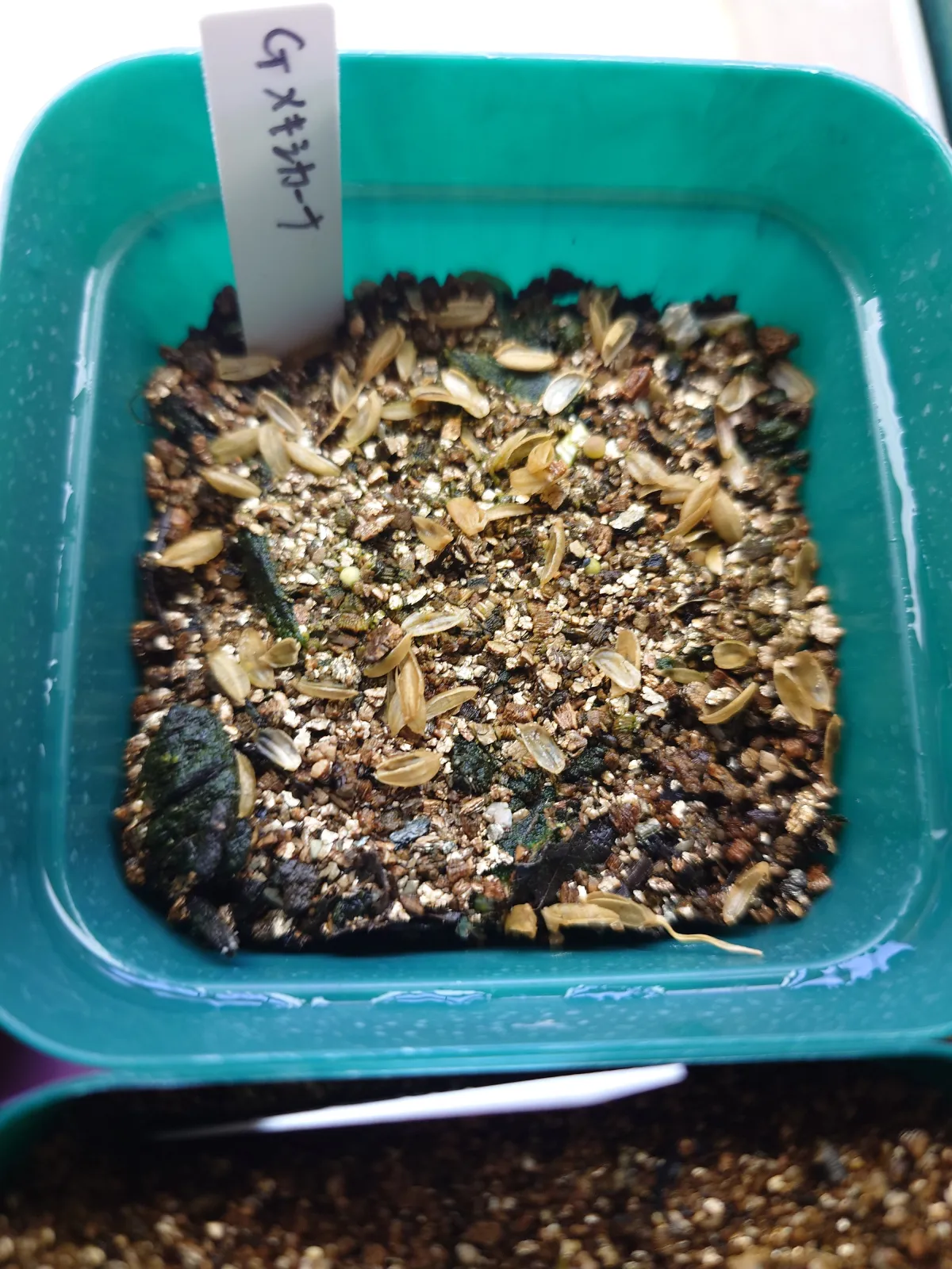 Geohintonia mexicana f. cristata (ジオヒントニア メキシカーナ)