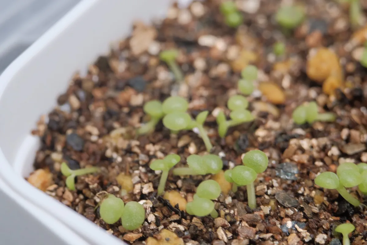 Tylecodon paniculatus (ティレコドン パニクラタス)