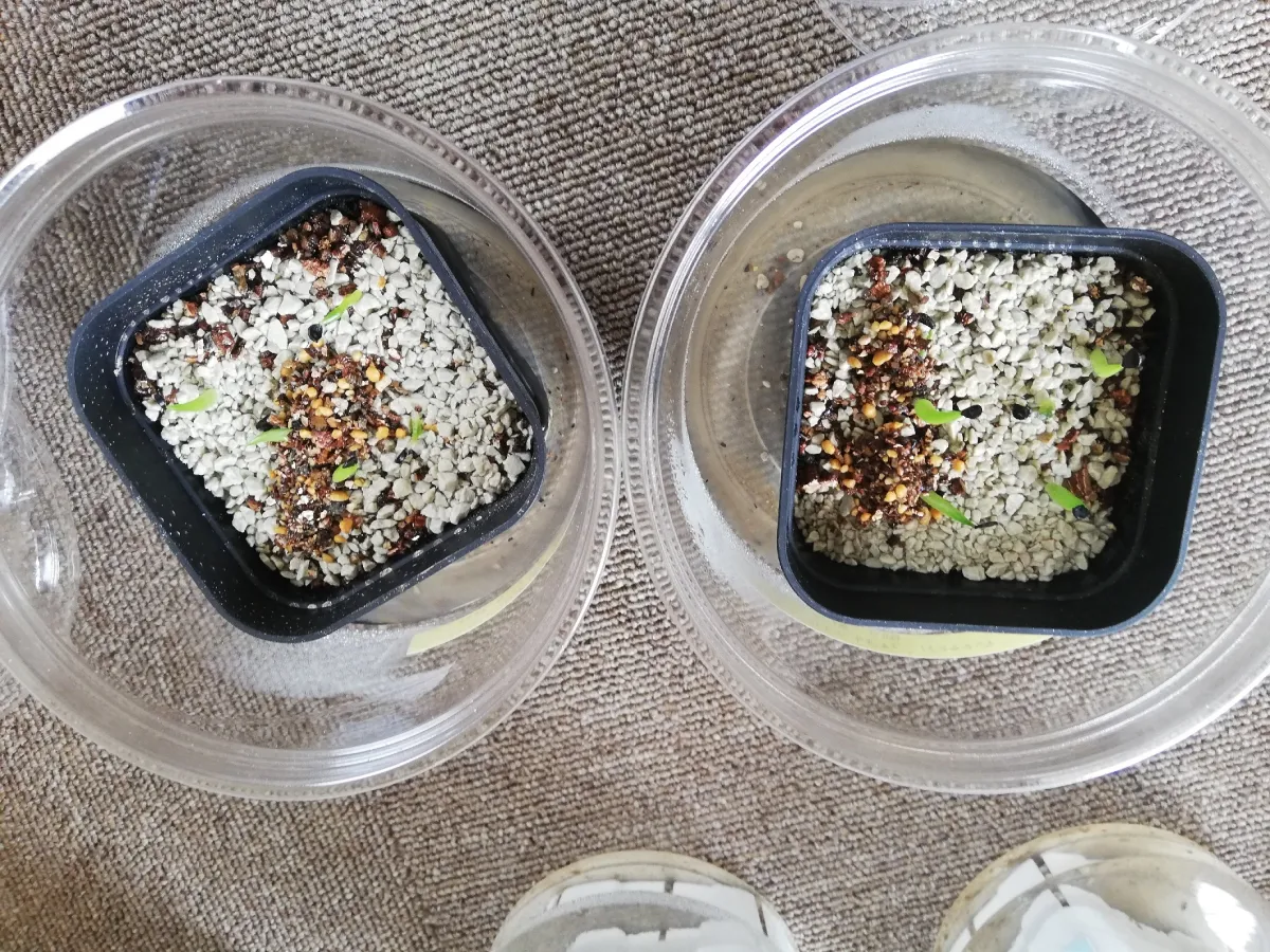 Agave victoriae-reginae 'Bustamante' (アガベ バスタマンテ)