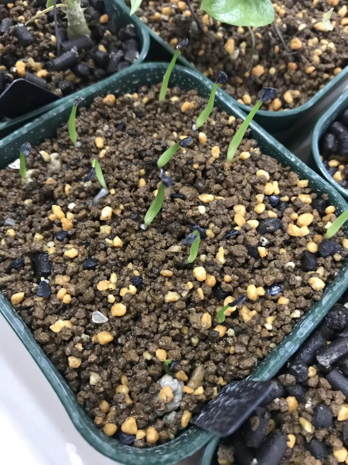 Agave horrida ssp. horrida (アガベ ホリダ)