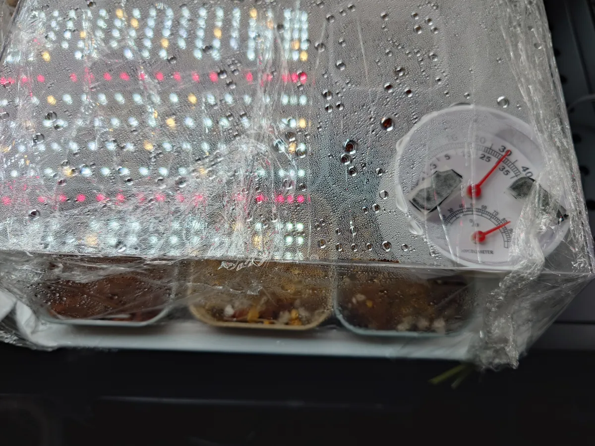 Pachypodium brevicaule subsp. leucoxanthum (パキポディウム レウコキサンツム)