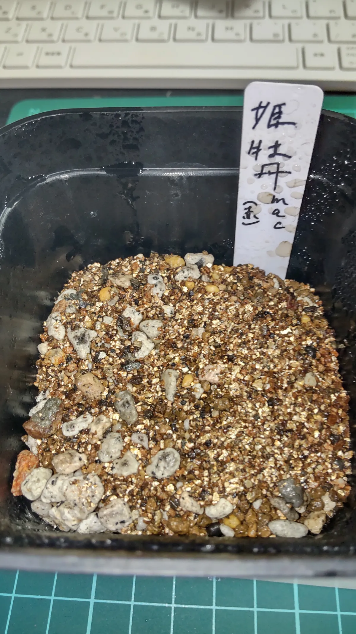 Ariocarpus kotschoubeyanus var. macdowellii (アリオカルプス マクドウェリイ)