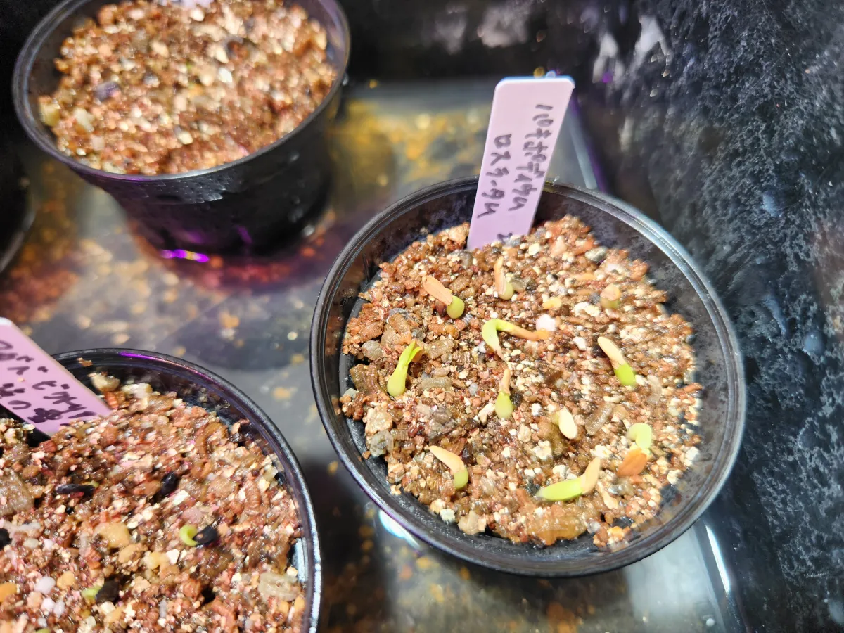 Pachypodium rosulatum ssp. rosulatum (パキポディウム ロスラーツム)