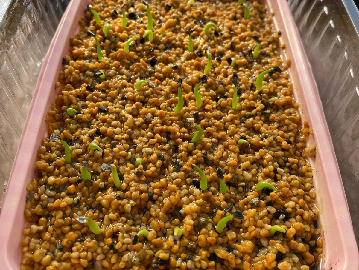 Agave oteroi (アガベ オテロイ)