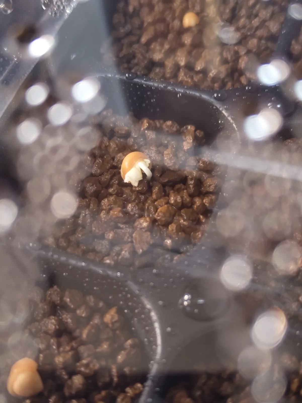 Bursera copallifera (ブルセラ コパリフェラ)