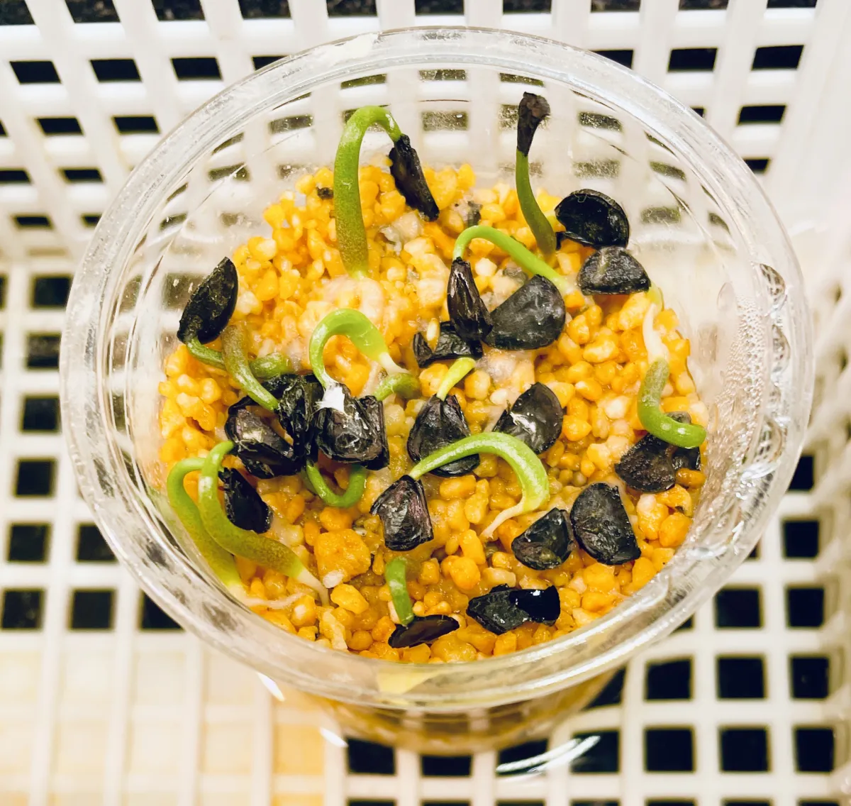 Agave seemanniana (アガベ ピグマエア)