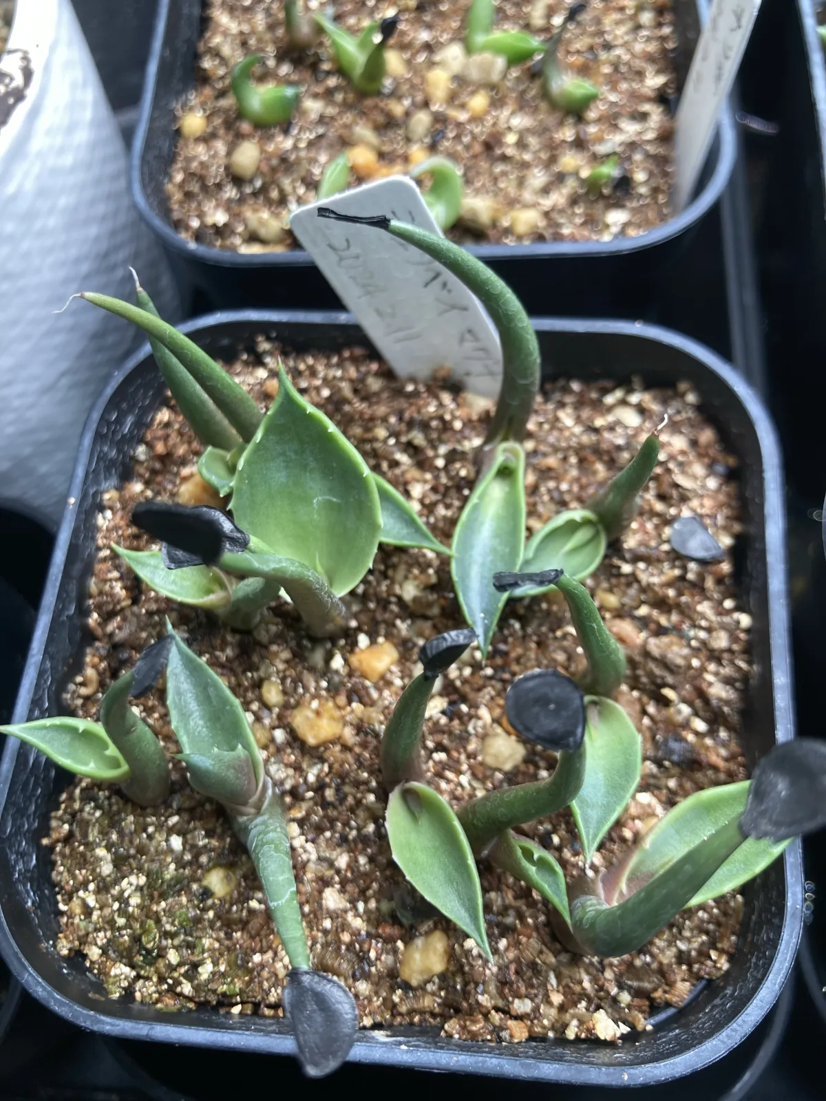 Agave shrevei ssp. magna (アガベ シュリベイマグナ)